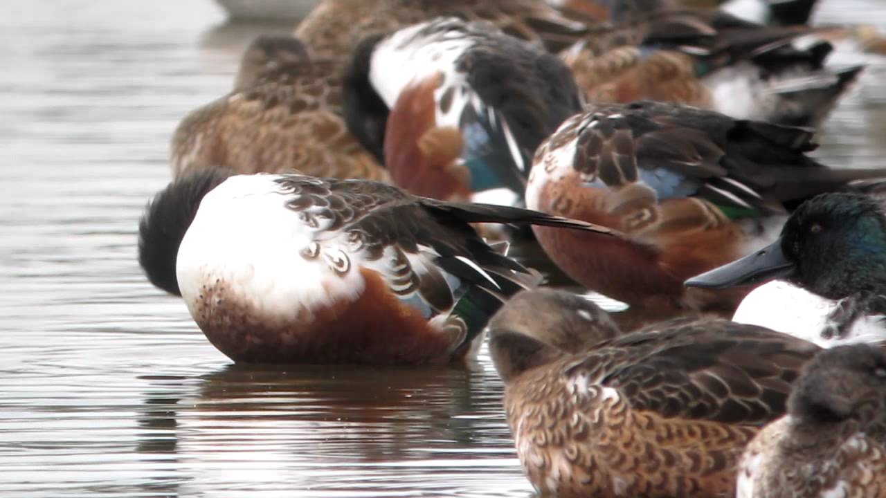 The sensational shoveler duck | WWT Slimbridge