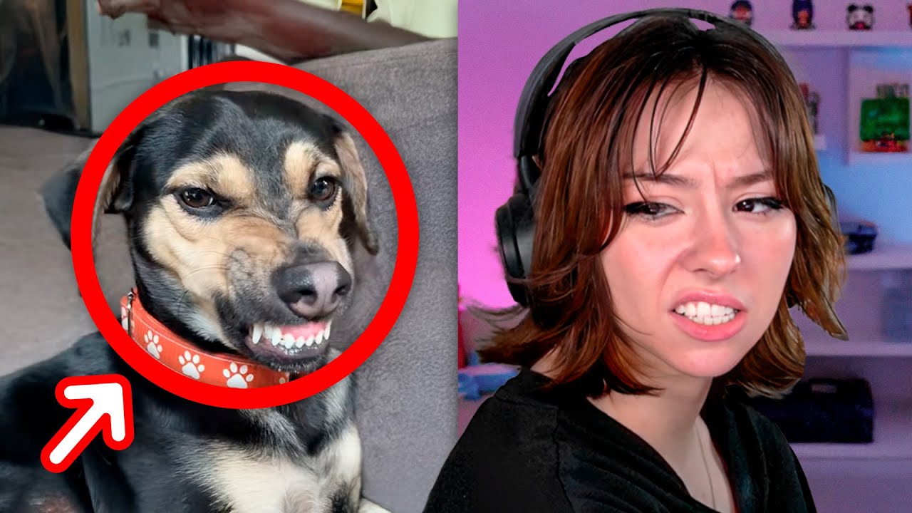 TIK TOKS tan XD que SE PARECEN A TI
