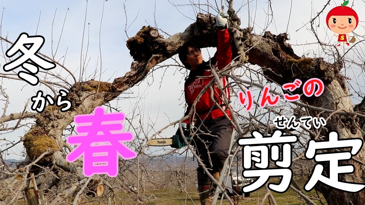 冬の誘惑に堪えながら、やります。剪定！！