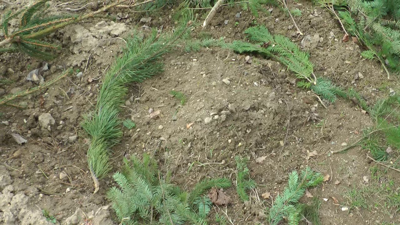Příprava čmelínu na novou sezónu
