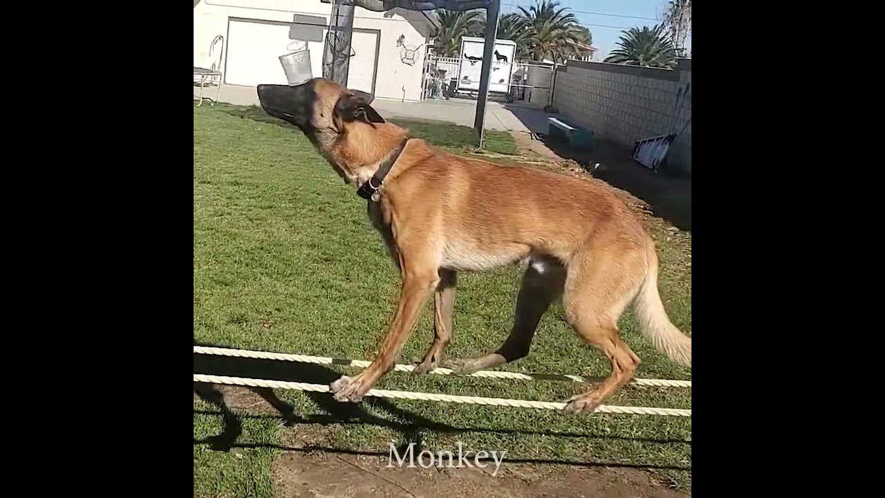 Monkey head balance on ropes