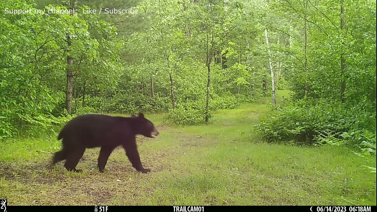 Overrun By Predators - Year Long Trail Camera Videos In Chronological Order - (2023)