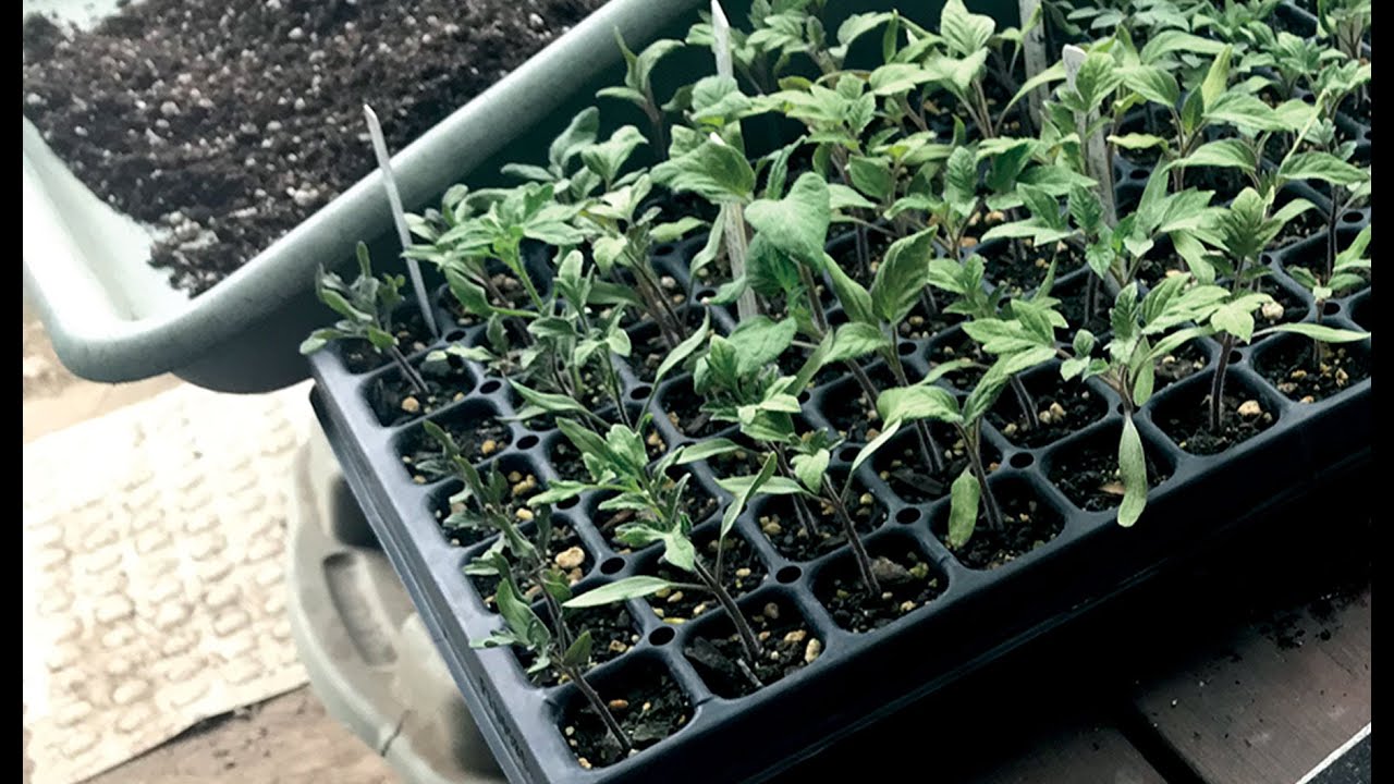 Starting Tomatoes From Seed