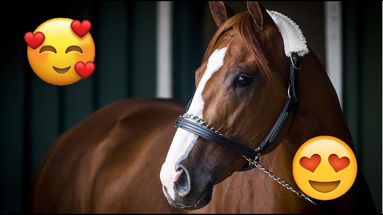 Best Horse Breeds Used For Dressage: Part 1