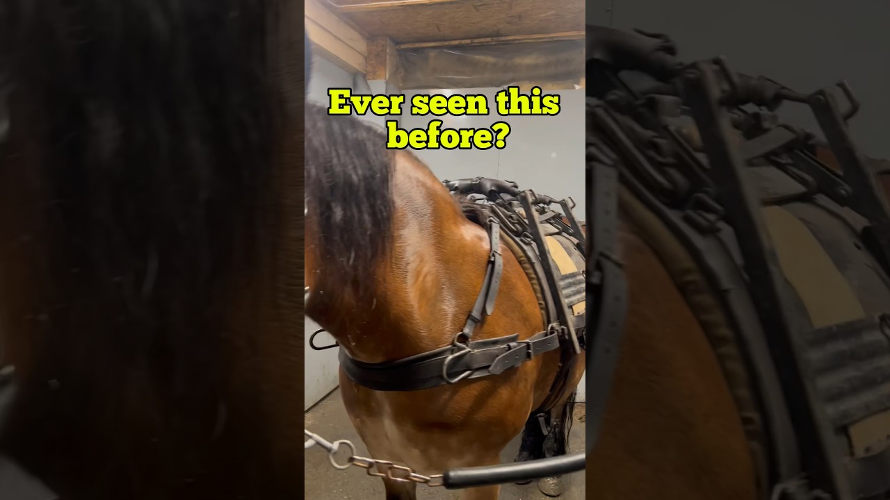 Horses in World War II: The Forgotten History of pack saddles