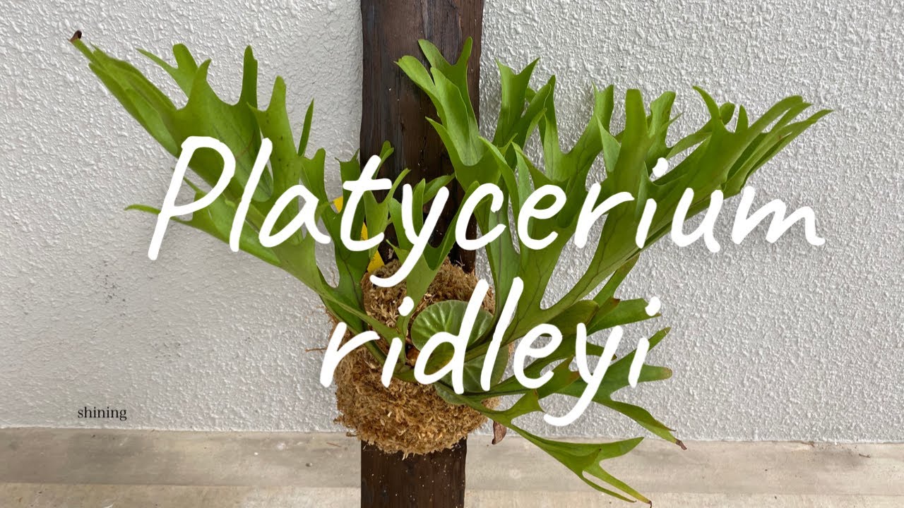 Platycerium ridleyi 黒く蒸れてしまった葉の処理方法