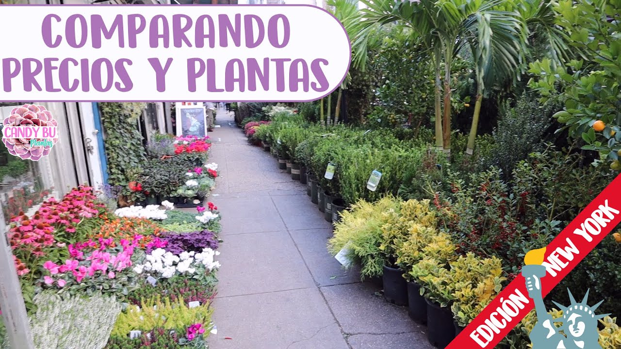 Tour por VIVEROS en NUEVA YORK Me llevé una gran sorpresa│Candy Bu