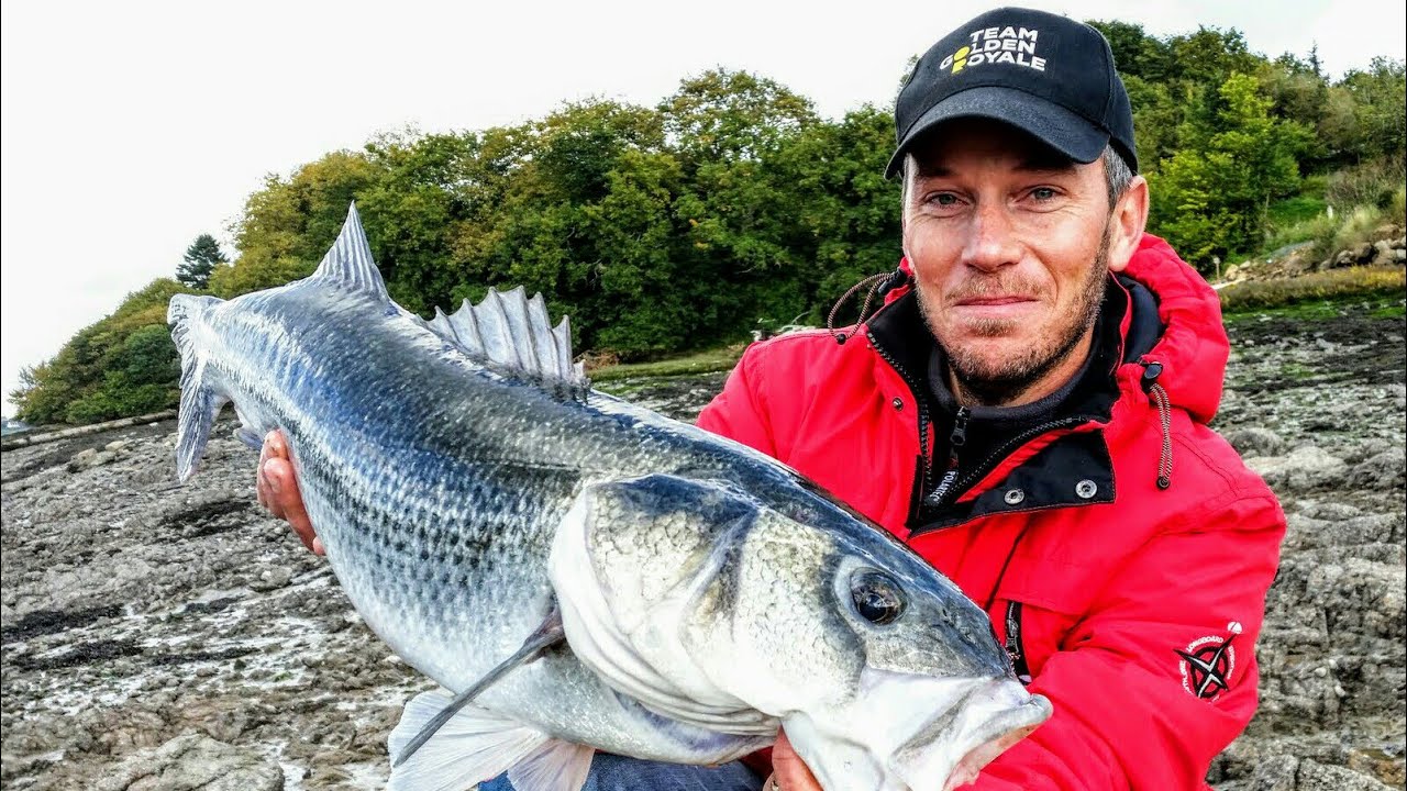 Tr&egrave;s gros bar en surfcasting l&eacute;ger en C&ocirc;tes d'Armor !