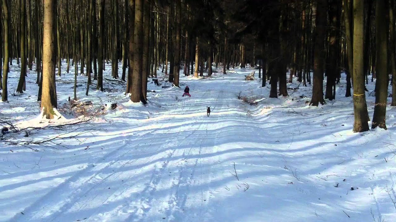 Deutscher Pinscher 2012 im Schnee