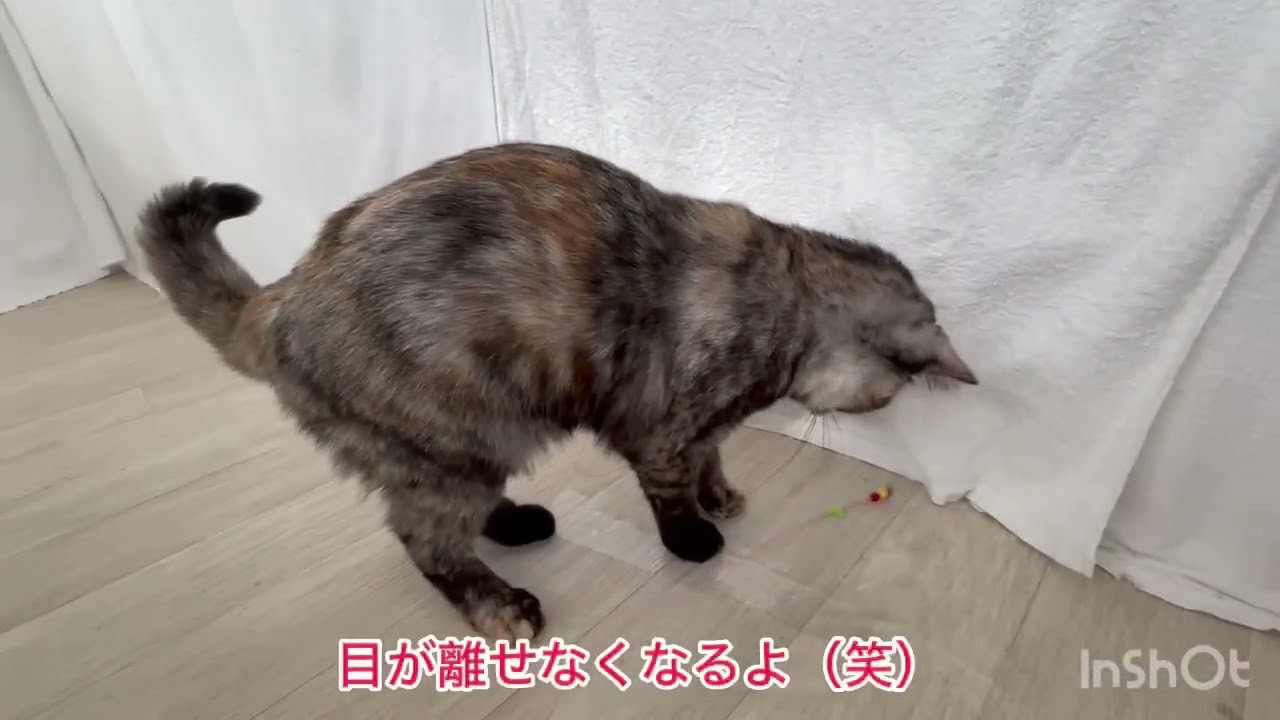 マンチカンちゃん