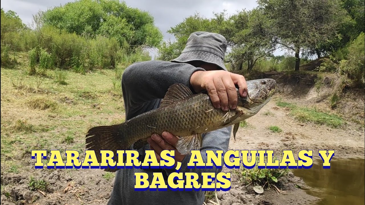 Pesca de anguilas, tarariras y bagres en Pesca en agua dulce
