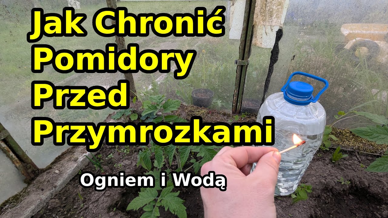 Ogrzewanie pomidorów podczas przymrozków