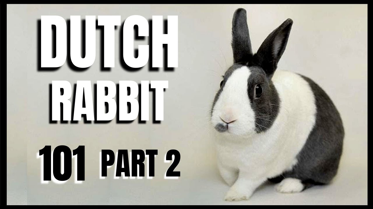 Dutch Rabbit 101: Part 2