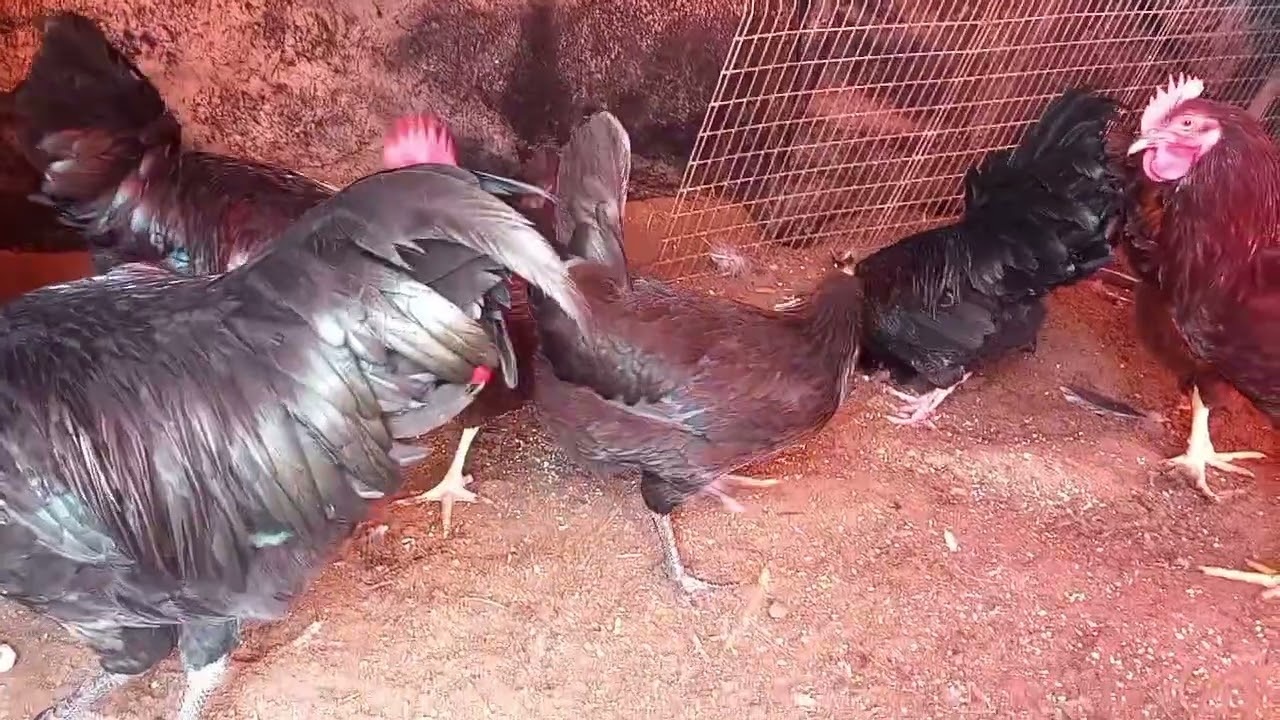دكور تحسين دجاج الفرنسي 