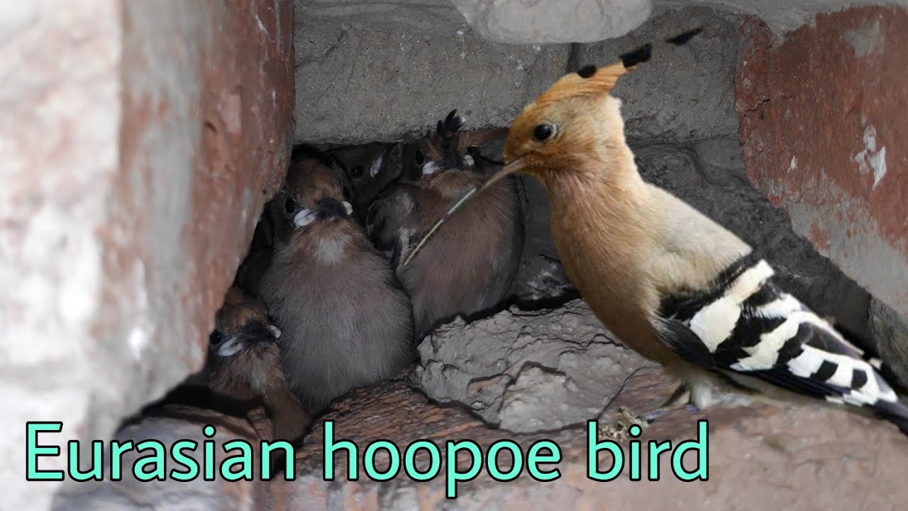 Eurasian hoopoe | hupu bird | Eurasian hoopoe bird  |  hupu bird baby | cute bird  🐦