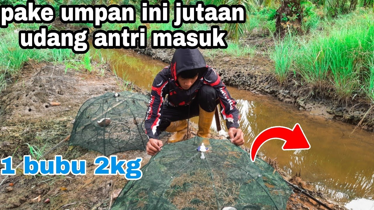 detik detik bubu payung di serang jutaan udang menggunakan umpan ini