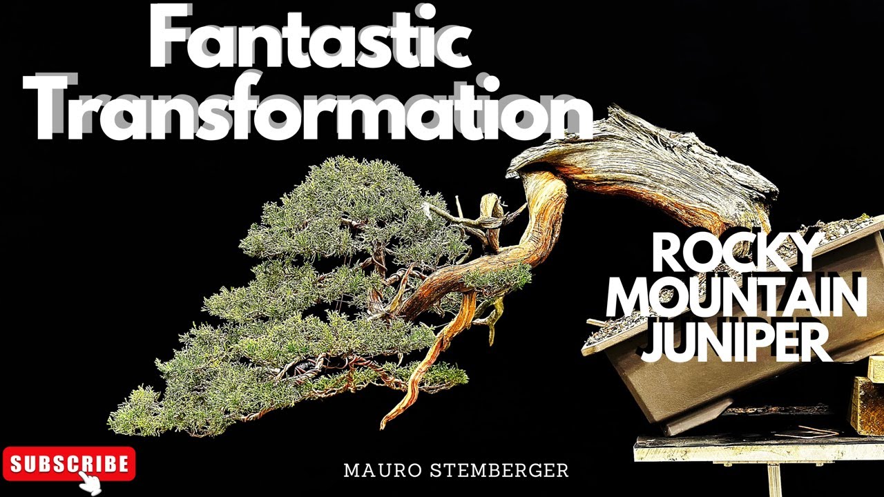 Fantastic Transformation Rocky Mountain Juniper