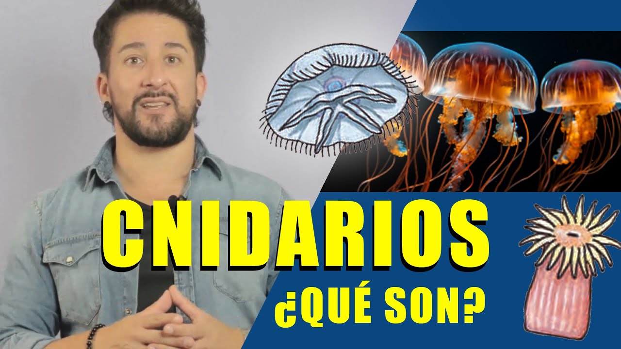 ¿Qué son los cnidarios?