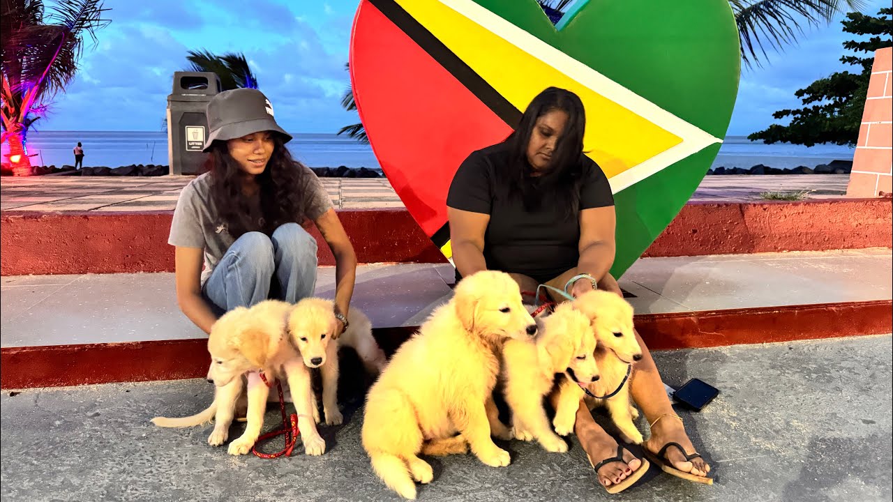 Guyanese Golden Retrievers Extreme Cuteness Overload.