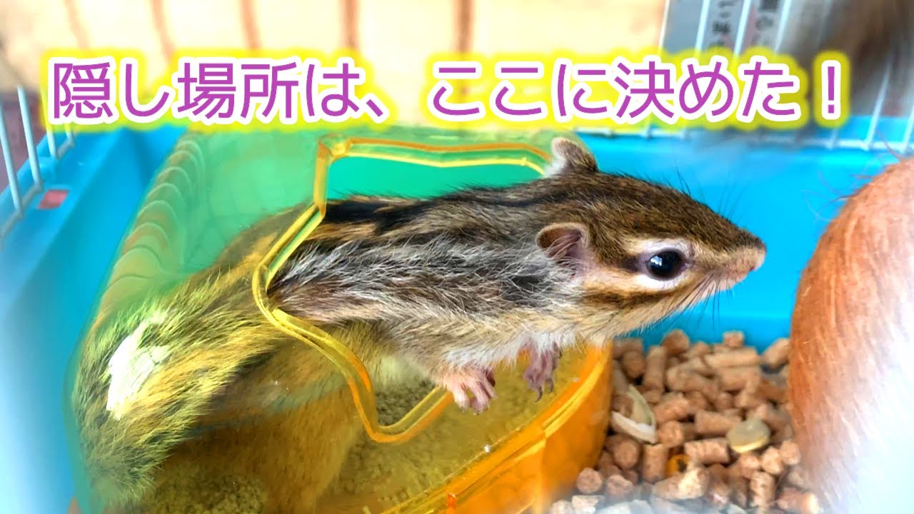 【シマリス】隠し場所に選ばれたのは〇〇でした。
