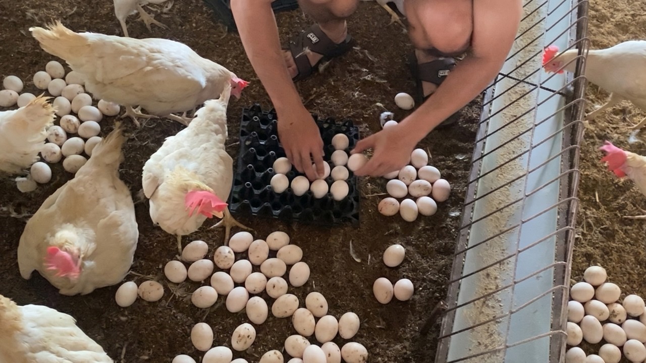 Collecting Fresh Eggs by Hand | Daily Chicken Farm Routine 🥚🐔