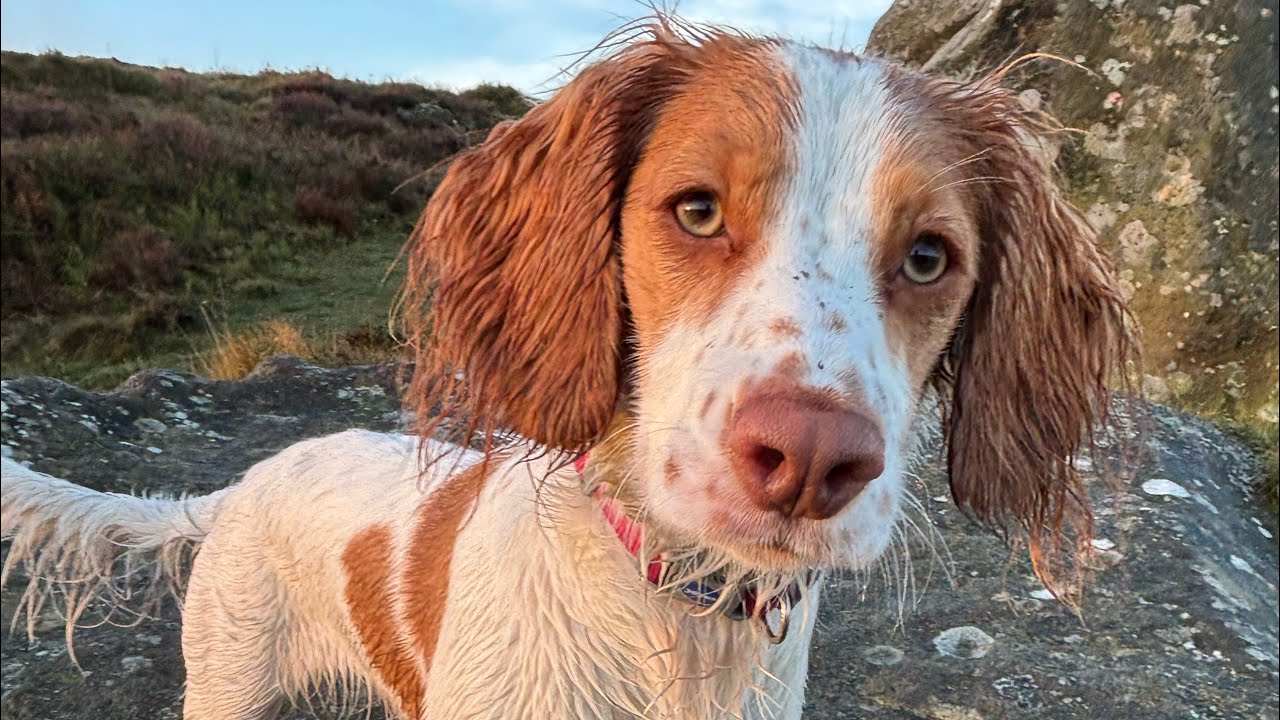 Walk in the Peak District with Ella. (Rather emotional ending) 🥲