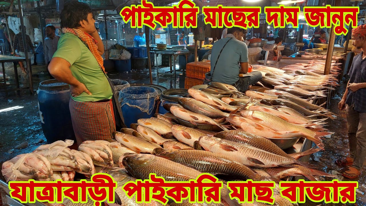 মাছ কেনার পূর্বে পাইকারি মাছের দাম জানুন / Fish Market & Fish Prices 15 February 2026 || My Life