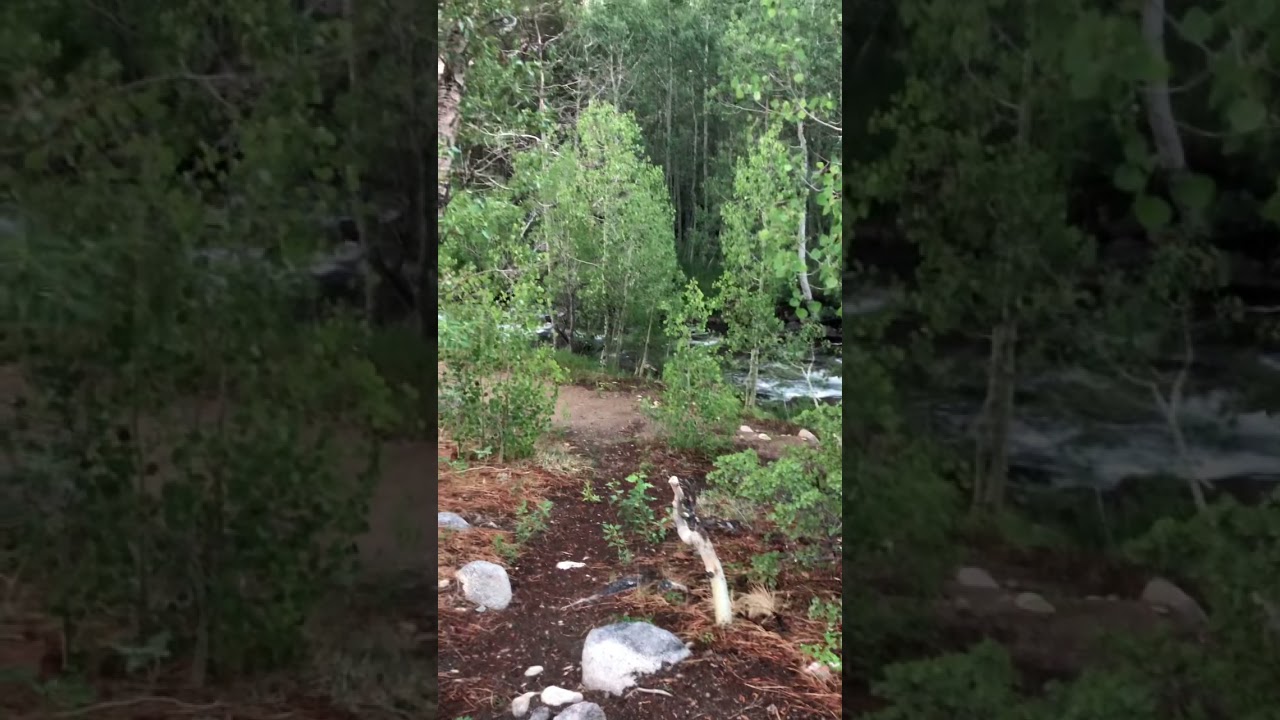 Bishop Creek. Great spot for some trout fishing