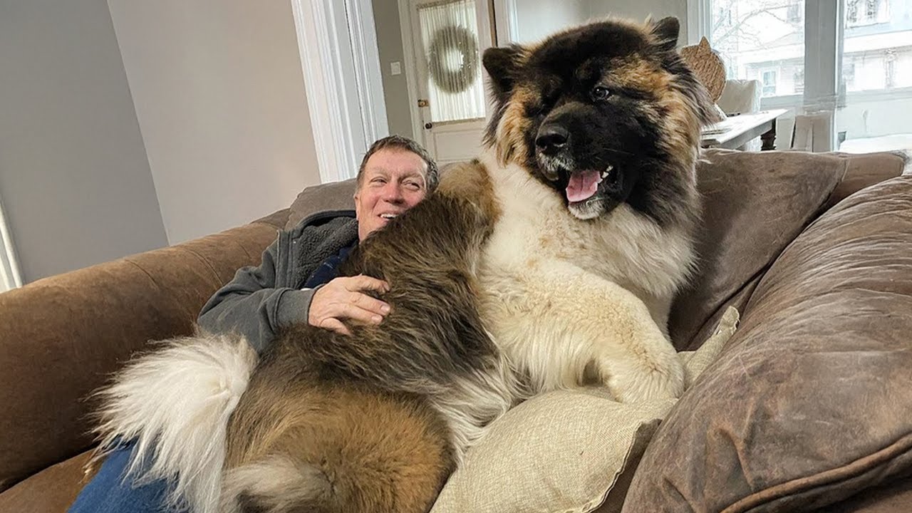 No Need a Lapdog When You Have a Big Dog 😂