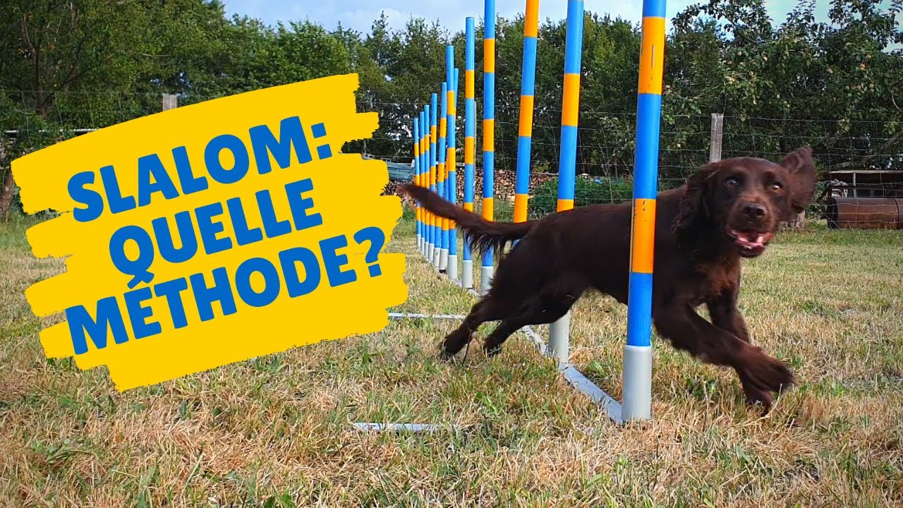 AGILITY: La meilleure méthode pour apprendre le slalom à votre chien ?
