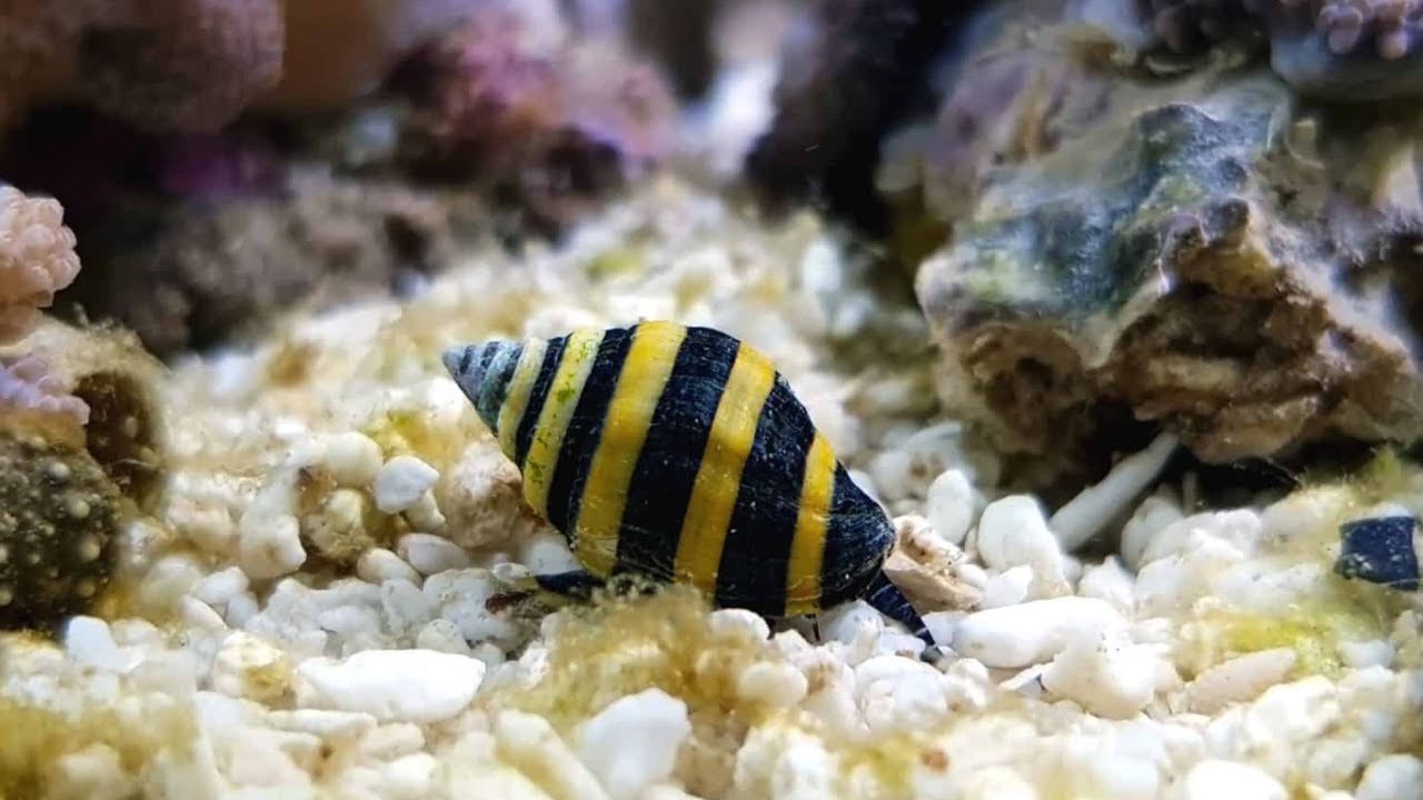 Bumblebee snail's care