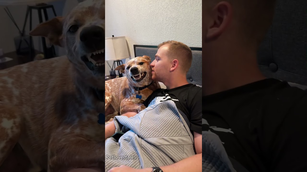 Kiss the dog and see their reaction 🤣🤣#dog#dogvideos #funnydog#fyp