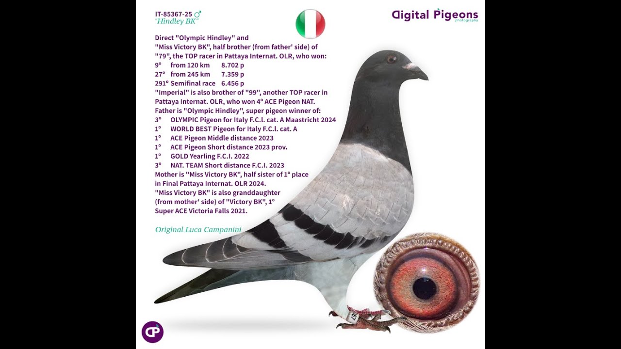 IT-85367-25 - “HINDLEY BK” - LUCA CAMPANINI - DIGITAL PIGEONS AUCTIONS