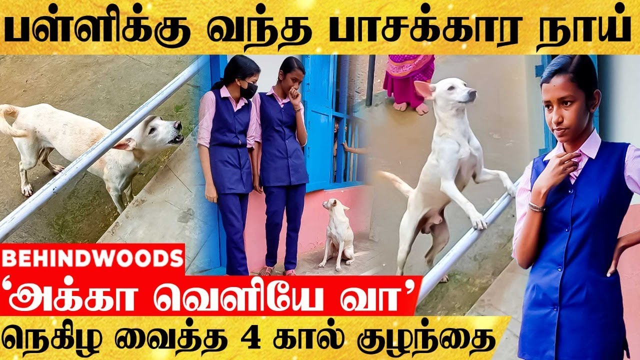 'அக்கா வெளியே வா..!' காணாமல் போன பாசக்கார நாய்..எஜமானியை தேடி பள்ளிக்கு வந்த சம்பவம்