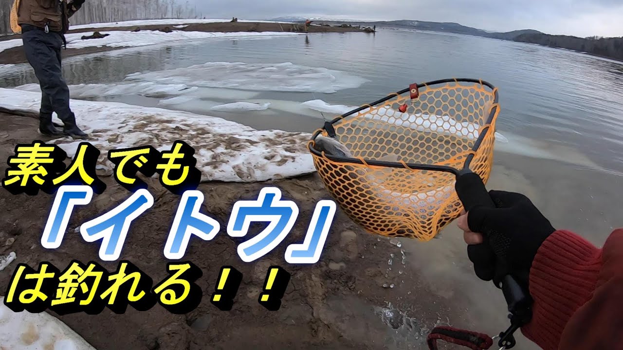 朱鞠内湖はやはりイトウの聖地だった！