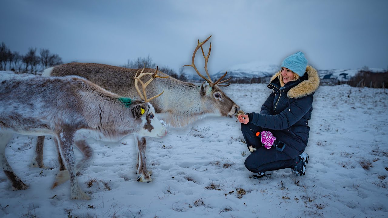 A day with the REINDEER in LOFOTEN ISLANDS | Sami culture