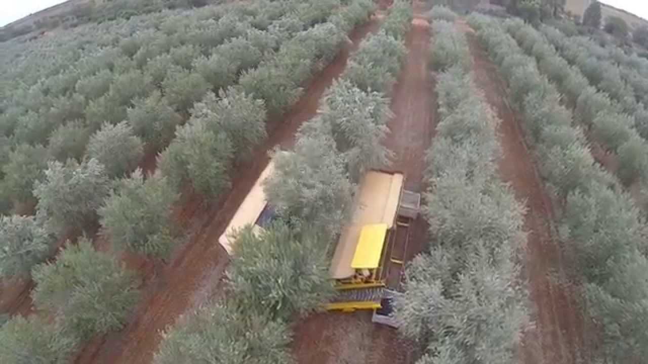 shaking the trees to get the olives to make the good oil - Extra Virgin of course