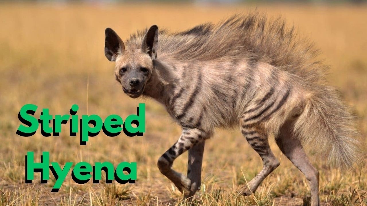 Everything you NEED to know About Striped HYENAS
