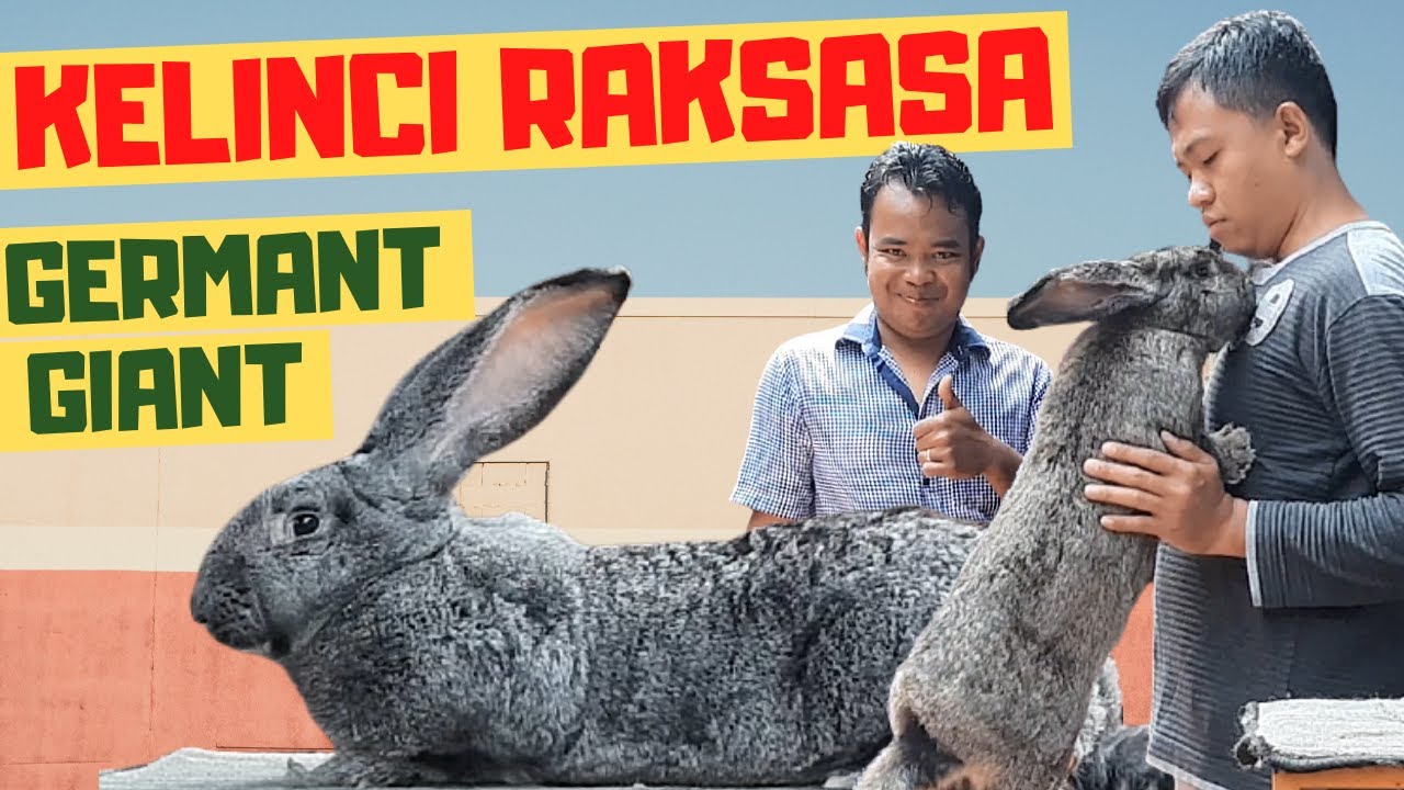 KELINCI RAKSASA KELINCI GERMAN GIANT