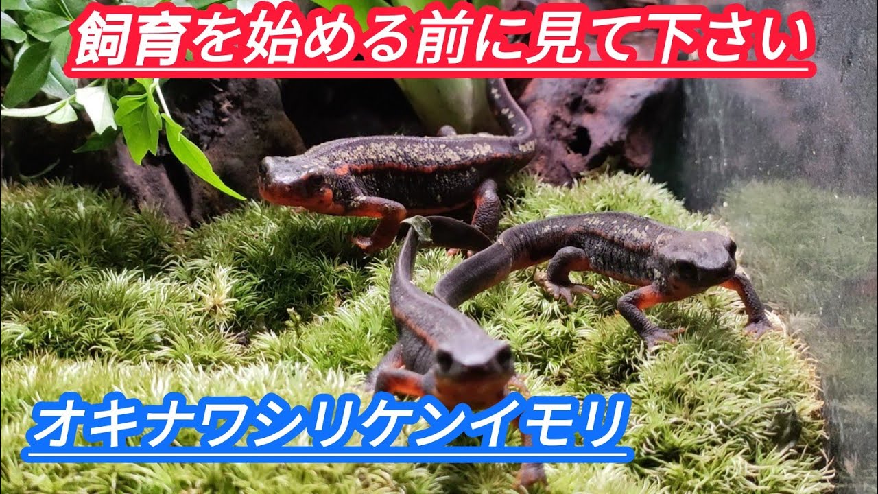 【飼育を始める前に見て下さい】オキナワシリケンイモリ飼育ポイント