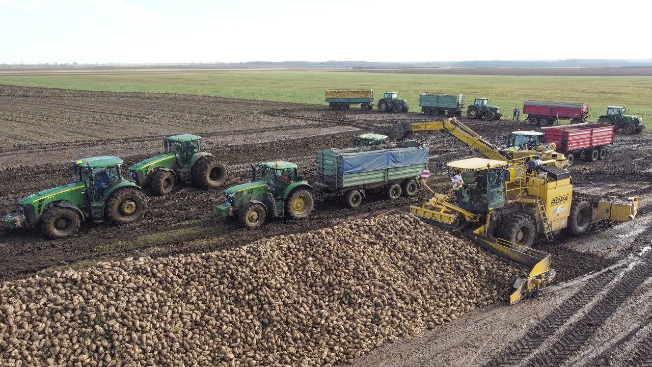 Cukorrépa szedés és szállítás 2024 Holmer T3 & Ropa Euro Maus 3 | 20x John Deere Sugar Beet Harvest