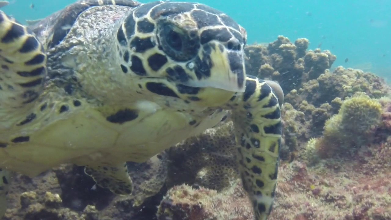 Spectacular Diving at Azura Benguerra Island