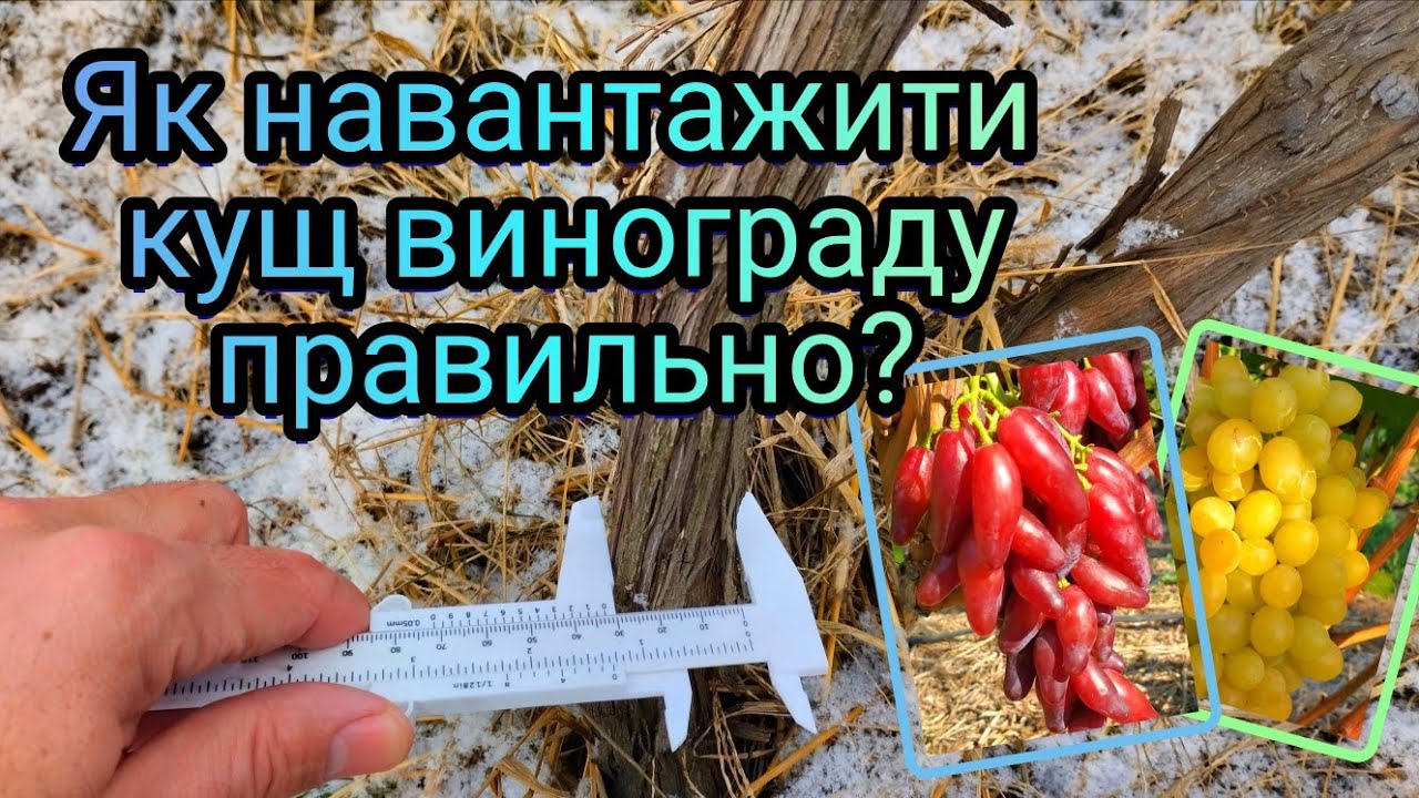 Навантажуйте кущі винограду правильно.☝️