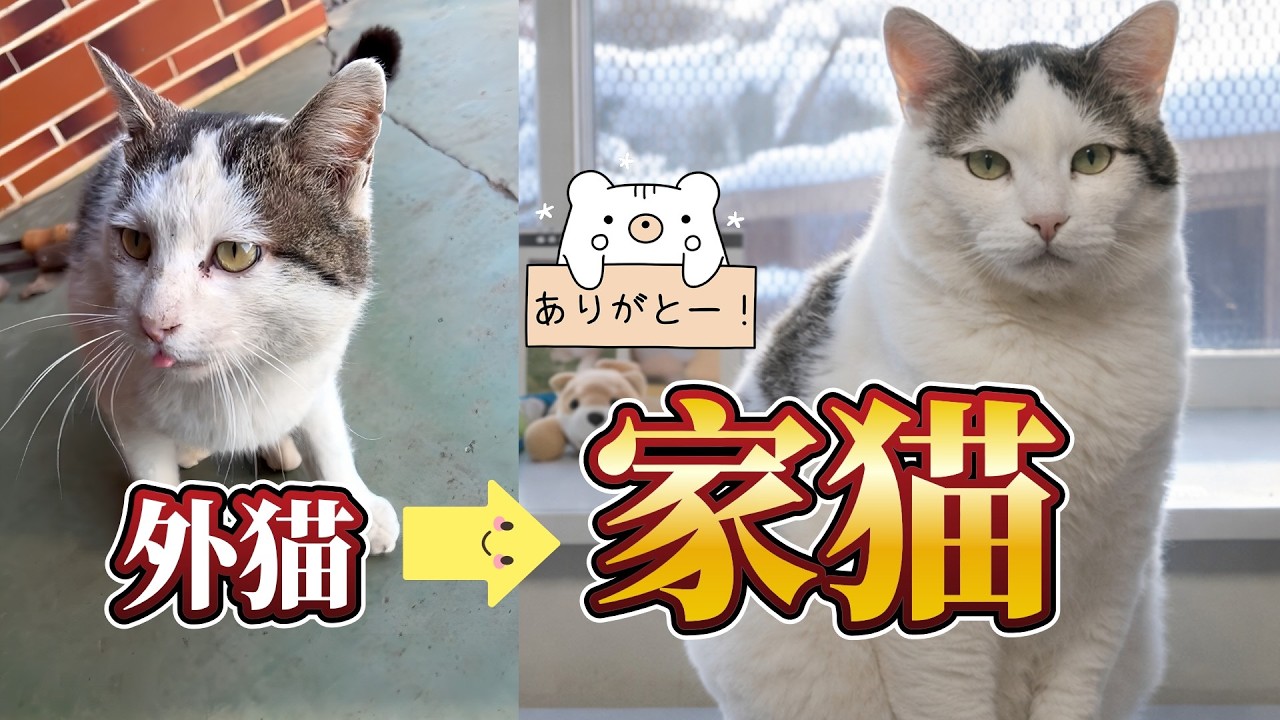 【外猫から殿へ：前編】シロの運命が動き始めた実家での転機【オリジナルBGM】