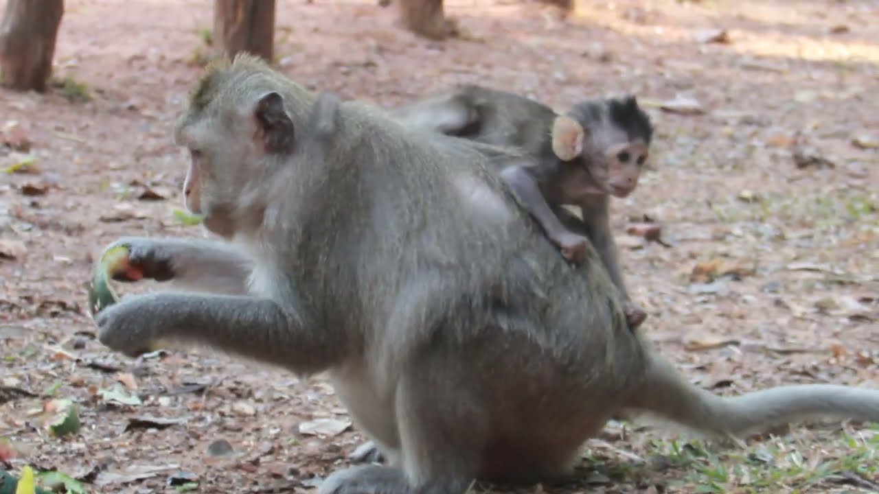 Mother monkeys very good take care babies 