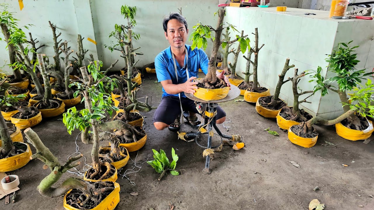 A Sự 📲 0348609043 xả hàng mai giảo Thủ Đức đế đẹp giá rẻ 20/1 Chợ Gạo (@Maivàng Quê dừa)