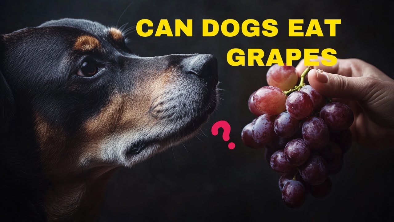 Deadly Snack? Why Dogs Should NEVER Eat Grapes!