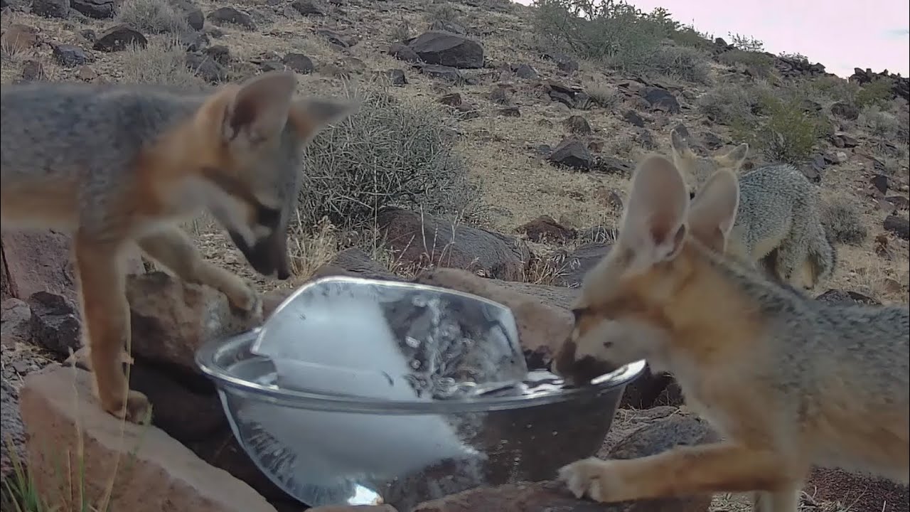 Fox family enjoys cool ice water in record heat!