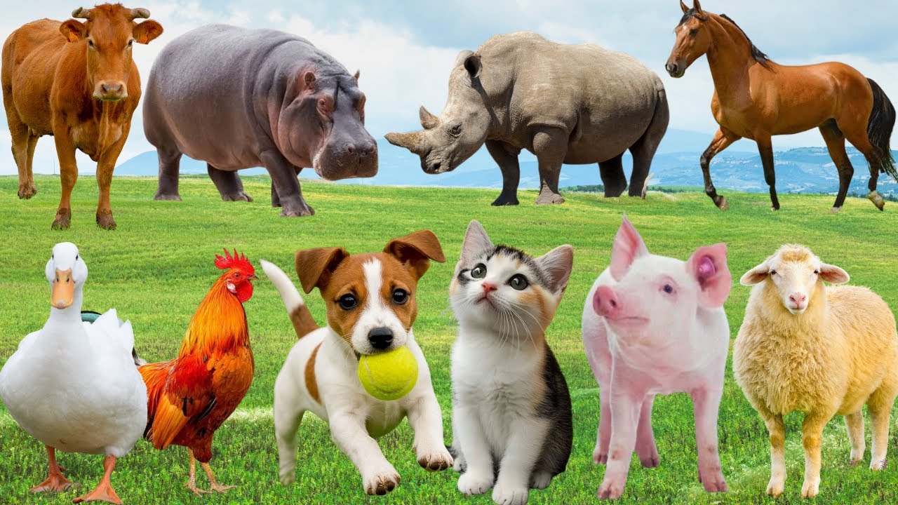 🌿Đồng Quê Thân Thương Tràn Đầy Giai Điệu – Chó, Mèo, Bò & Gà Cùng Chung Vui Gọi Ca | FarmAnimals🐓🐄🐶🐱