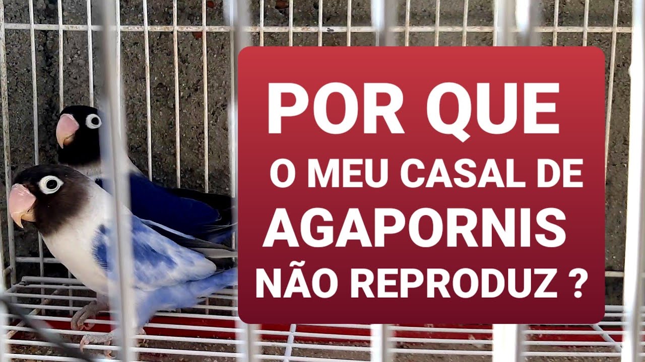 Por que meu casal de agapornis não se reproduz ?